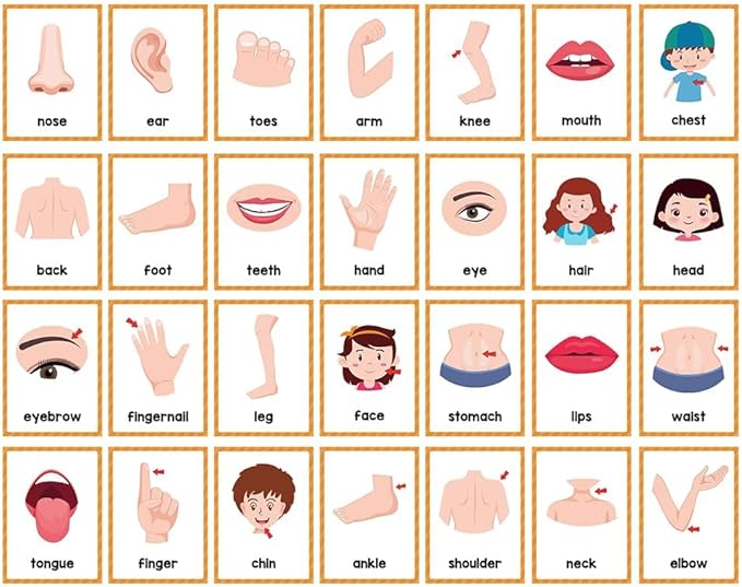 Lachilly Body Parts Learning Flashcards, High Frequency Words, Beginning Reading, Kindergarten to 1st Grade, ESL Teaching Materials, Autism Learning Materials, Vocabulary Building, 15 Cards, 28 Words