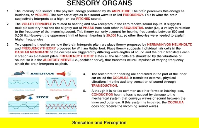 2026 AP Psychology Test Flashcards