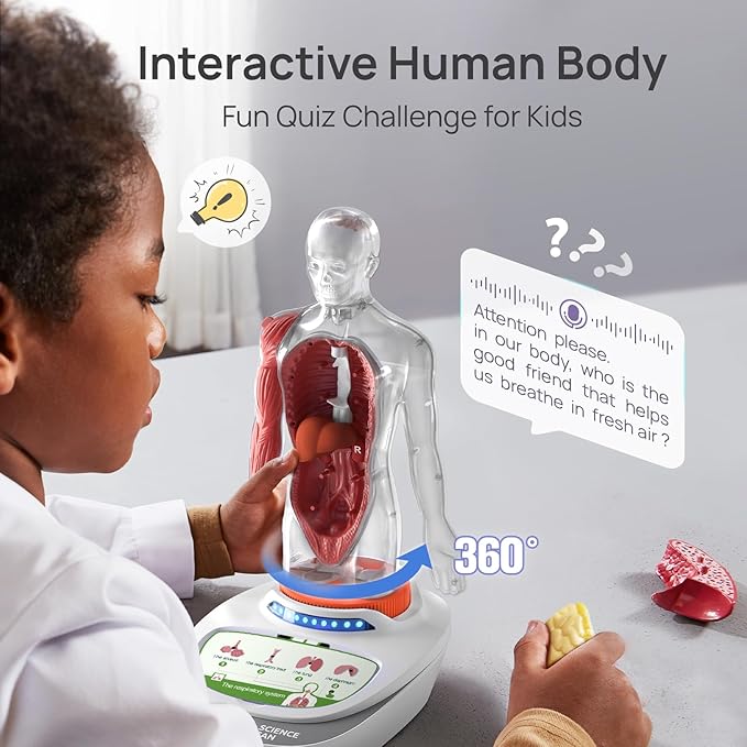 Science Can Human Body Model for Kids, Interactive Human Anatomy Talking Model - 11 Inch Realistic Anatomical Assembly Kit, 15PCS Removable Parts & Guide, Educational STEM Toys Gifts for Kids Aged 6+