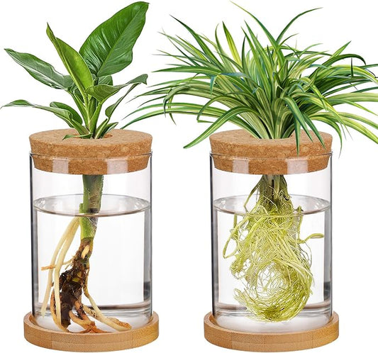 Plants Propagation Station, Gardening Gifts for Women Mom Plant Lovers | Biggun 2Pcs Desktop Plant Terrarium Glass Hydroponic Vases, Water Plant Jars (Thick Straight Shape, Separated Tray Style)