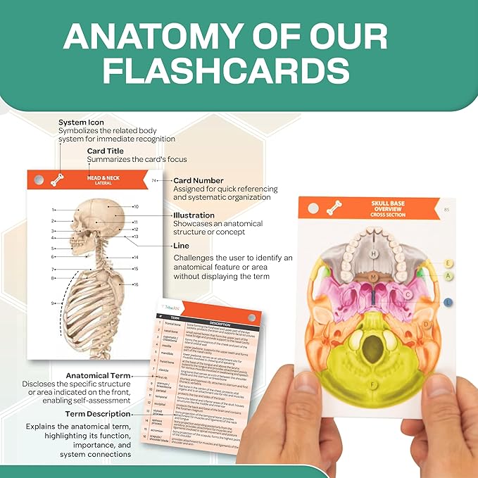 TribeRN Anatomy and Physiology Flash Cards – 320 Study Resources for Students – Human Anatomy & Physiology Study Tools – Medical, Nursing School Essentials – Durable & Easy to Use Flashcards