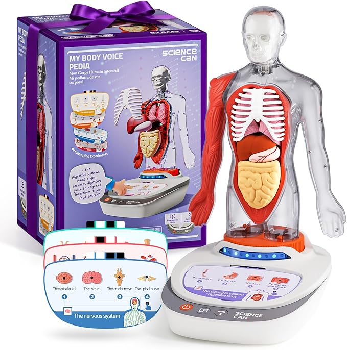 Science Can Human Body Model for Kids, Interactive Human Anatomy Talking Model - 11 Inch Realistic Anatomical Assembly Kit, 15PCS Removable Parts & Guide, Educational STEM Toys Gifts for Kids Aged 6+